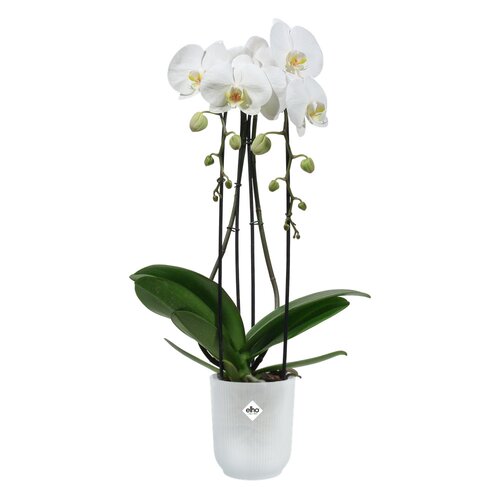 Elho vibes fold orchidee hoog 12,5cm transparant - afbeelding 2
