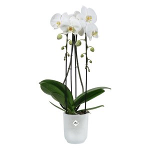 Elho vibes fold orchidee hoog 12,5cm transparant - afbeelding 2