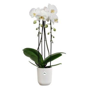 Elho vibes fold orchidee hoog 12,5cm zijdewit - afbeelding 2
