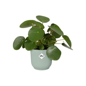 Elho vibes fold rond mini 7cm sorbet groen - afbeelding 2
