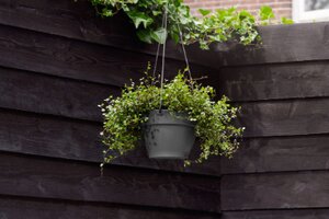 Elho vibia campana hangschaal 26cm - afbeelding 4