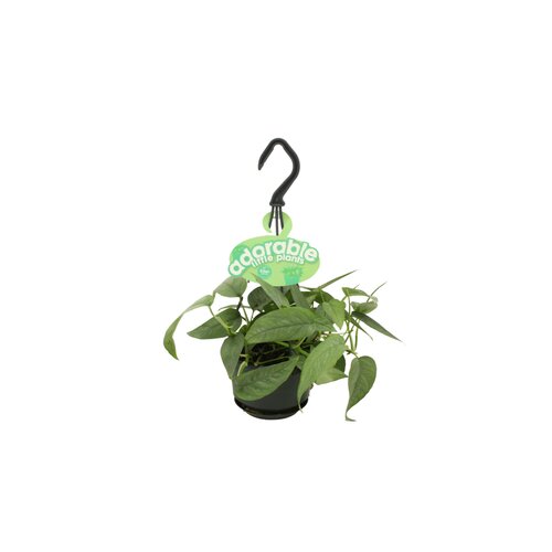 Epipremnum Cebu Blue, in 10.5cm-hangpot