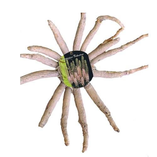 Eremurus Robustus (Steeketiket)