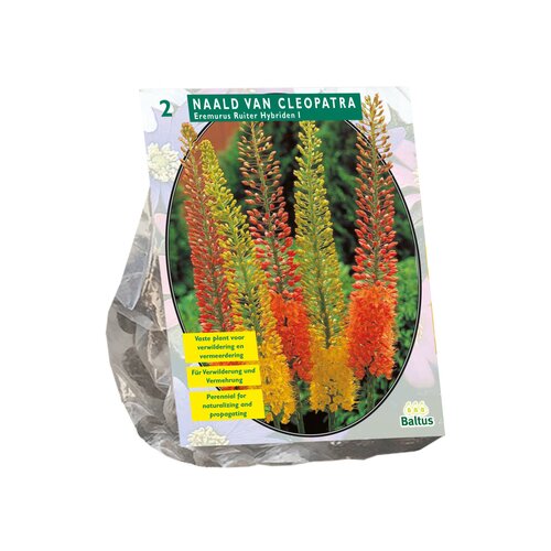 Eremurus Ruiter Hybriden Mix per 2 - afbeelding 1