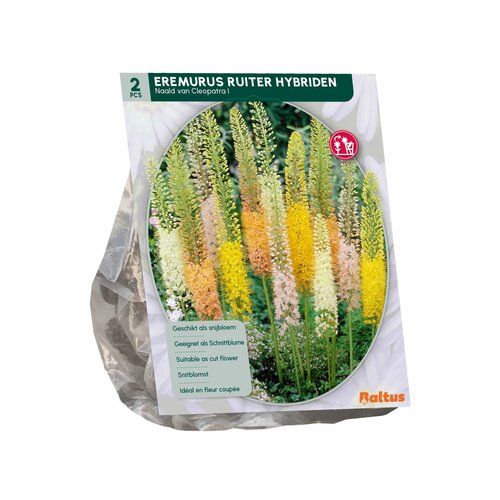 Eremurus Ruiter Hybriden Mix per 2 - afbeelding 2