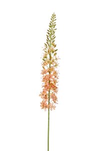 Eremurus spray 105cm peach