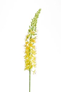 Eremurus spray 105cm yellow