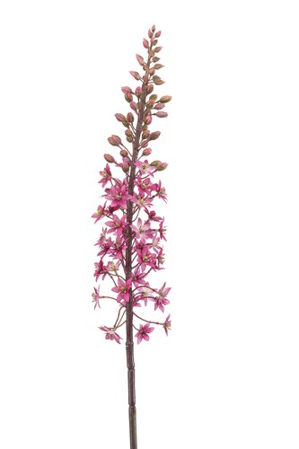 Eremurus spray fuchsia 95cm