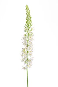 Eremurus Tak Zijde - 105cm Crème