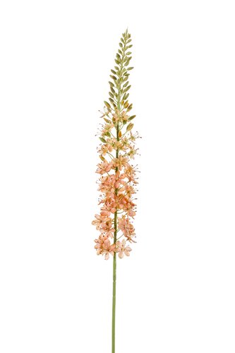 Eremurus Tak Zijde - 105cm Perzik