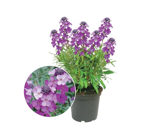 Erysimum Bowles Mauve, in 17cm-pot