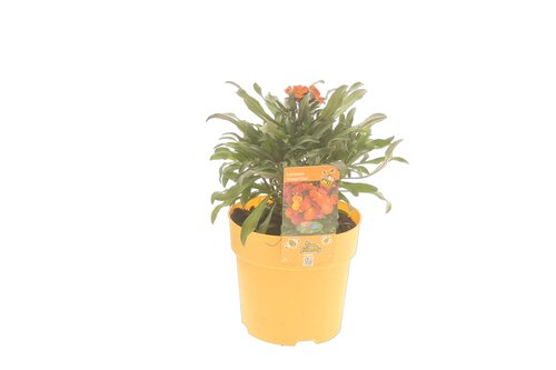 Erysimum Orange Glow