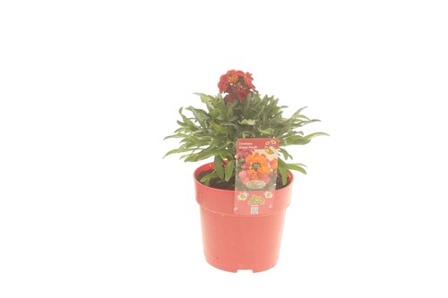 Erysimum Orange Purple Glow