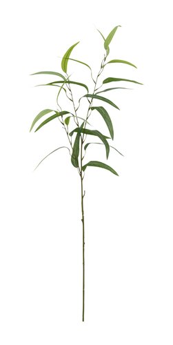 Eucalyptus 90 cm