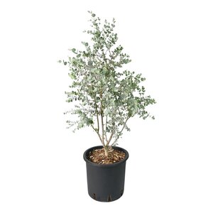 Eucalyptus gunnii ‘Azura’ – Struik 5L pot