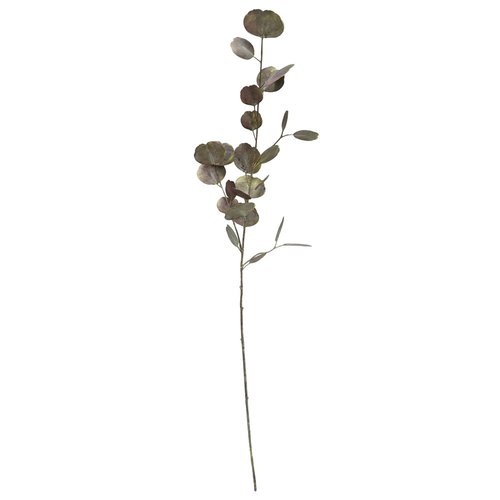 Eucalyptus tak 80cm - afbeelding 1