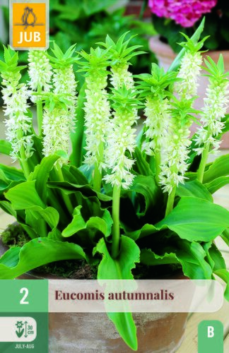 Eucomis autumnalis 2st