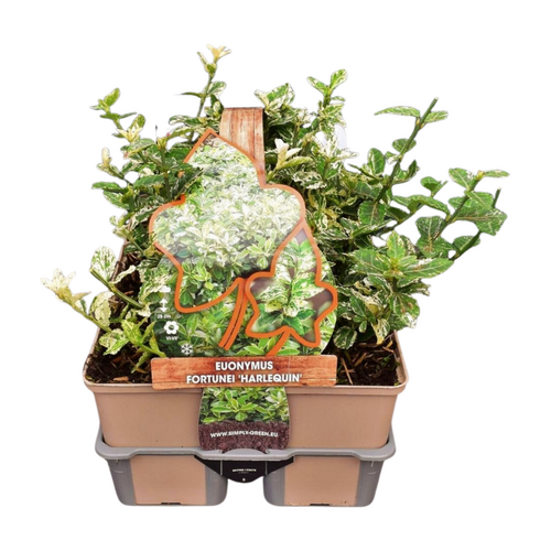 Euonymus fort. 'Harlequin' in sixpack - afbeelding 1