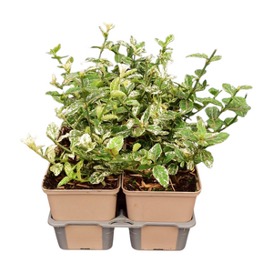 Euonymus fort. 'Harlequin' in sixpack - afbeelding 2