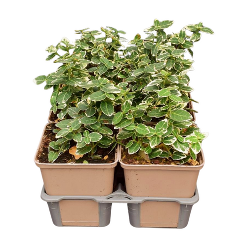 Euonymus fortunei 'Emerald Gaiety' in sixpack - afbeelding 2