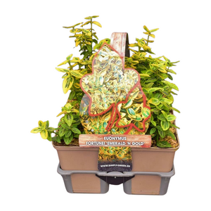 Euonymus fortunei 'Emerald 'n Gold' in sixpack - afbeelding 1