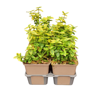 Euonymus fortunei 'Emerald 'n Gold' in sixpack - afbeelding 2