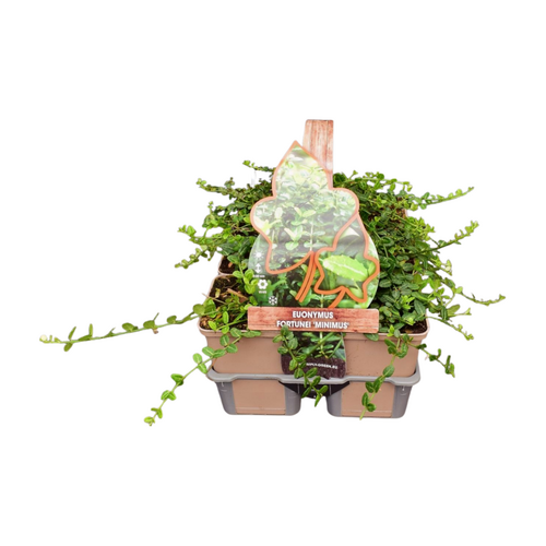 Euonymus fortunei 'Minimus' in sixpack - afbeelding 1