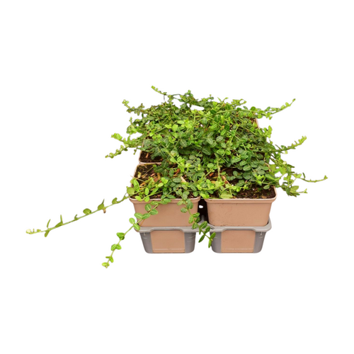 Euonymus fortunei 'Minimus' in sixpack - afbeelding 2