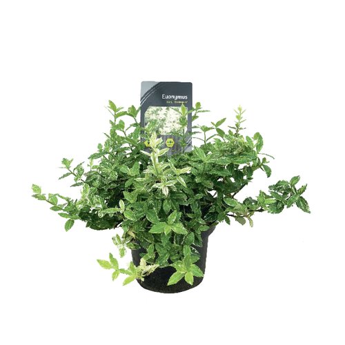 Euonymus Harlequin, in 13cm-pot
