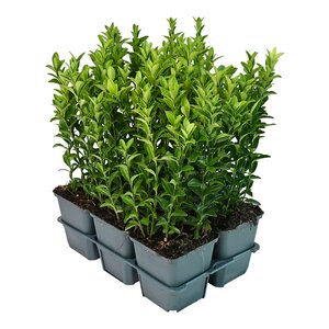 Euonymus jap. 'Green Spire'