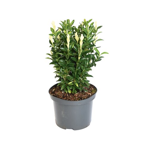 Euonymus Paloma Blanca, in 17cm-pot