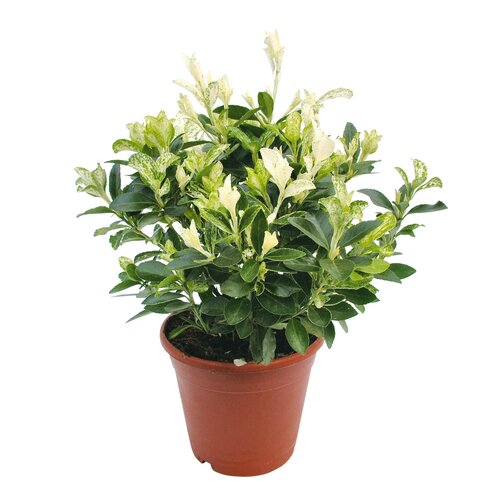 Euonymus Pierolino, in 15cm-pot