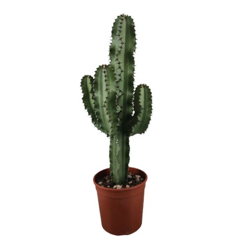 Euphorbia Ingens, in 24cm-pot 110cm hoog