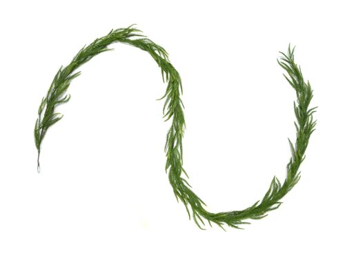 Evergreen Kunstguirlande Norfolk - L 270 x D 10 cm