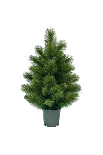 Evergreen table tree Woodland spruce 60 cm