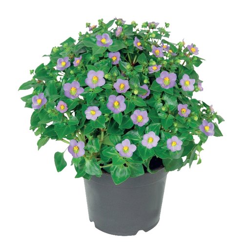 Exacum, in 12cm-pot