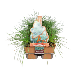 Festuca Glauca 'Elijah Blue' in sixpack