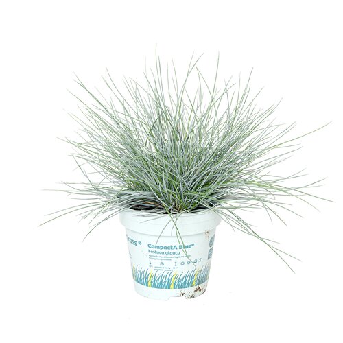 Festuca Glauca, in 10,5cm-pot