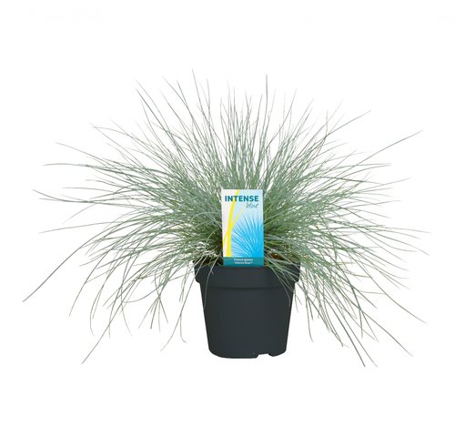 Festuca Glauca, in 17cm-pot