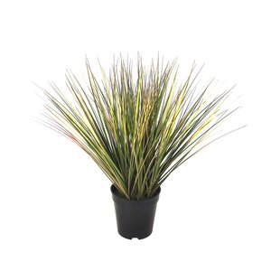 Festuca groen 46 cm