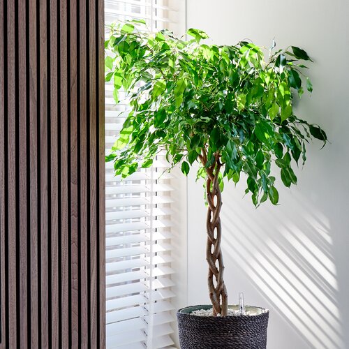 Ficus Adora in 27cm-pot - afbeelding 3