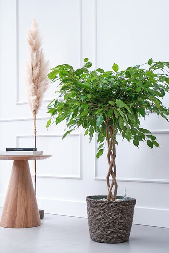Ficus Adora in 27cm-pot - afbeelding 1