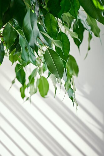 Ficus Adora in 27cm-pot - afbeelding 2
