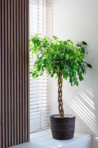 Ficus Adora in 27cm-pot - afbeelding 4
