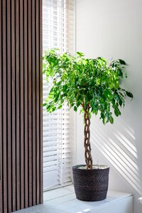 Ficus Adora in 27cm-pot - afbeelding 4