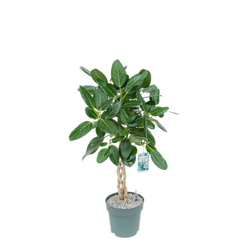 Ficus Altissima in 27cm-pot