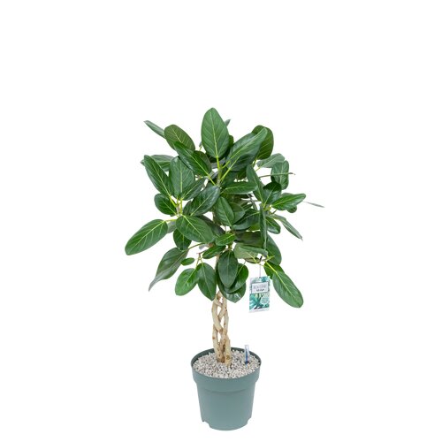 Ficus 'Audrey' 100cm hoog, in 27cm-pot