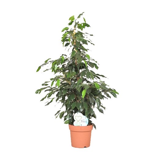 Ficus benjamina Daniëlle, in 27cm-pot 140cm hoog