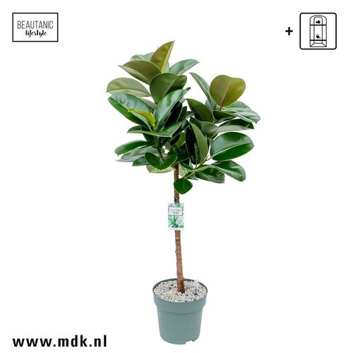 Ficus 'Makana' 120cm hoog, in 27cm-pot - afbeelding 2