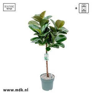 Ficus 'Makana' 120cm hoog, in 27cm-pot - afbeelding 2